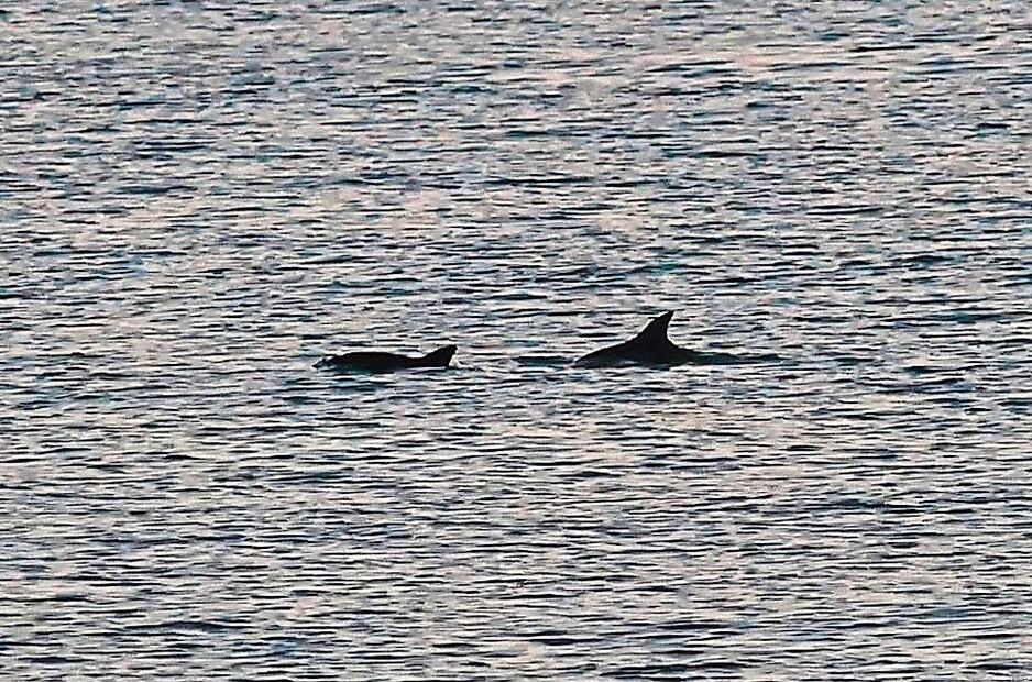 Esfuerzos de los pobladores de San Felipe junto a la CONAMP para visibilizar a esta especie endémica de esta localidad.
Fotos; Berenice Fregoso/ EL UNIVERSAL
