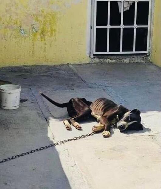 Rehabilitan a mascota rescatada en Hidalgo; de 13 kilos hoy pesa 33