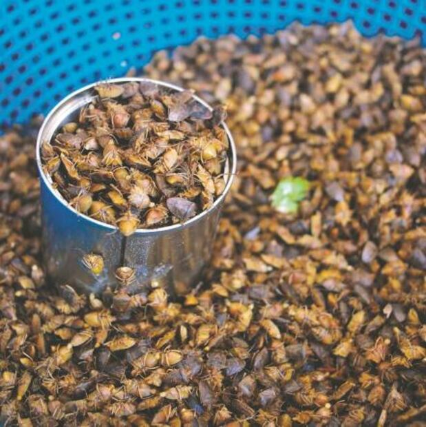 Super alimentos mexicanos que debes incluir en tu dieta