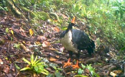 Captan a “unicornio de los bosques” con su cría en Sierra Madre de Chiapas 