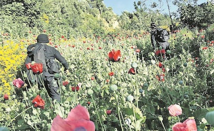 Obispo de Chilpancingo, a favor de amapola medicinal