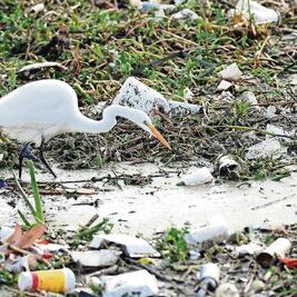 “Los océanos, marañas de plásticos”