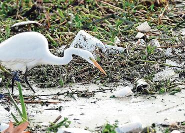 “Los océanos, marañas de plásticos”