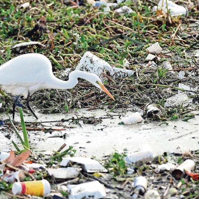 Una garceta busca comida entre la basura recolectada en Los Ángeles. (ARCHIVO. REUTERS)