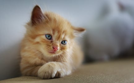 Cancelan torneo que premiaba a niños por matar gatos en Nueva Zelanda