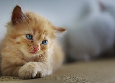 Cancelan torneo que premiaba a niños por matar gatos en Nueva Zelanda