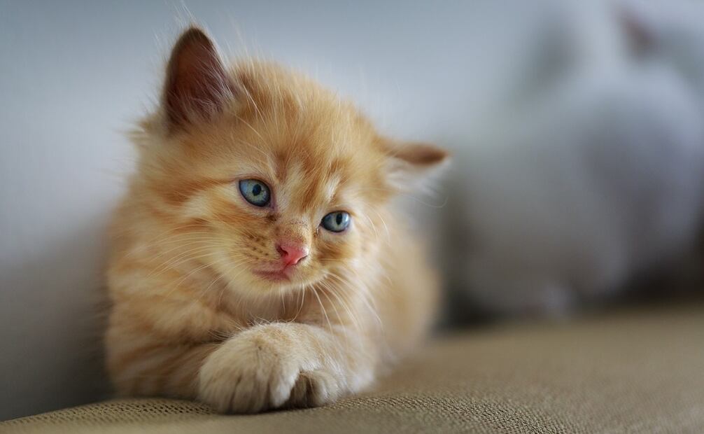 Foto ilustrativa: Pixabay