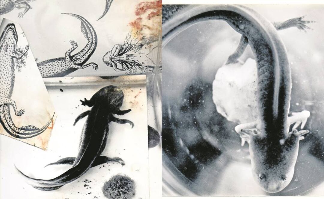 A propósito de los ajolotes III y último