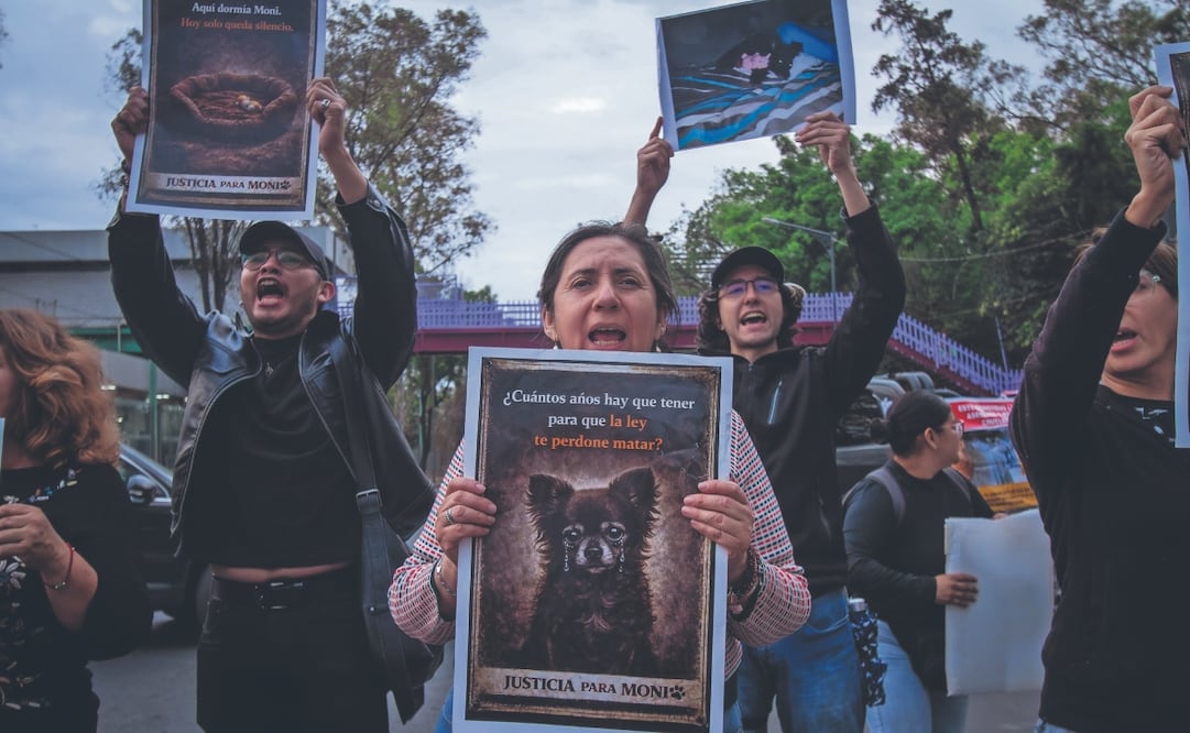 Esmeralda y otras activistas buscan impulsar una ley contra quienes perpetren maltrato animal. Foto: Santiago Reyes