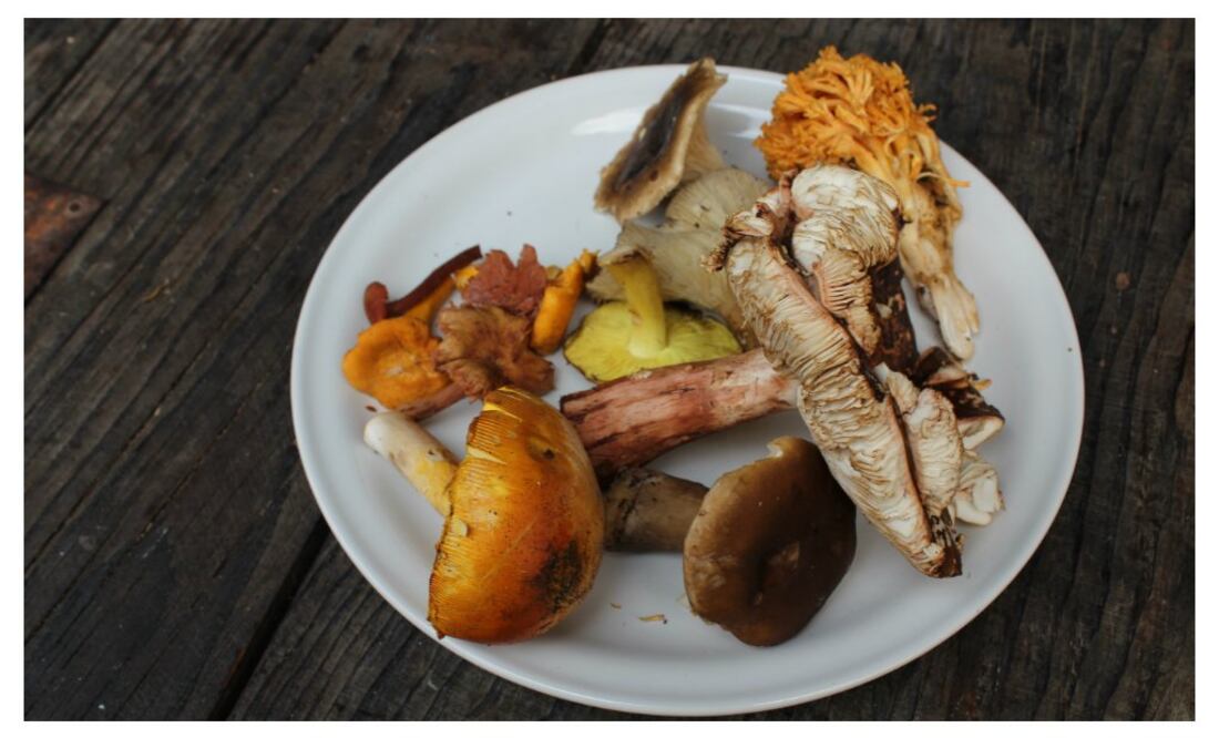 Se estima que en México existen cerca de ocho mil especies comestibles de hongos (fotos: Natalia de la Rosa)