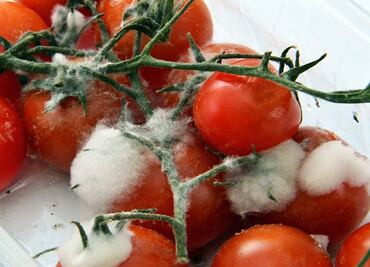Cómo saber si un alimento ya no es comestible