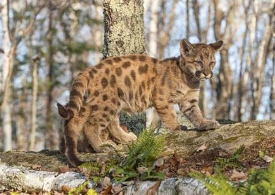 Asombrosos animales híbridos que tal vez no conocías