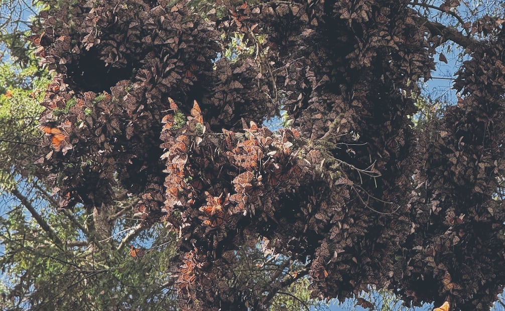 La temporada de ocupación más baja se registró en 2013-2014, con 0.67 hectáreas. Foto: Reserva de la Biosfera Mariposa Monarca