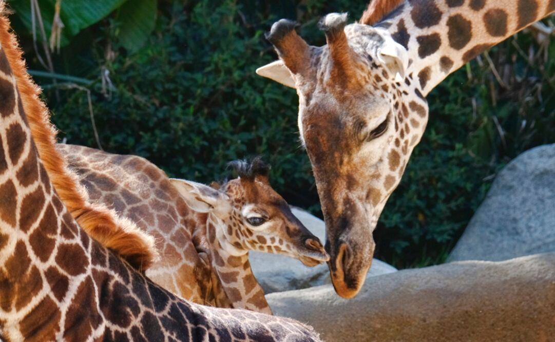 La Unión Internacional para la Conservación de la Naturaleza indicó que las jirafas registraron una disminución en su tamaño poblacional. Foto: AP/Richard Vogel