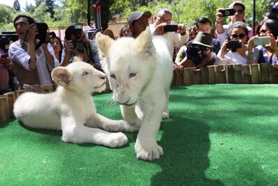 Leones blancos nacidos en Tlaxcala se van de intercambio a Perú