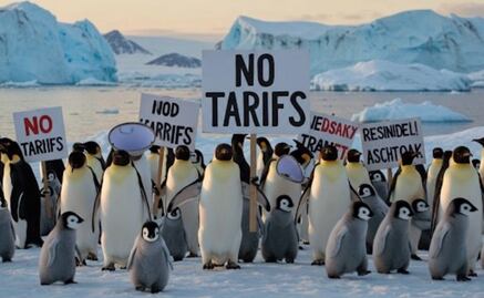 "Los pingüinos nos roban desde hace años": oposición se burla de aranceles impuestos a isla habitada por aves marinas