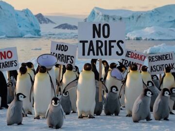 "Los pingüinos nos roban desde hace años": oposición se burla de aranceles impuestos a isla habitada por aves marinas