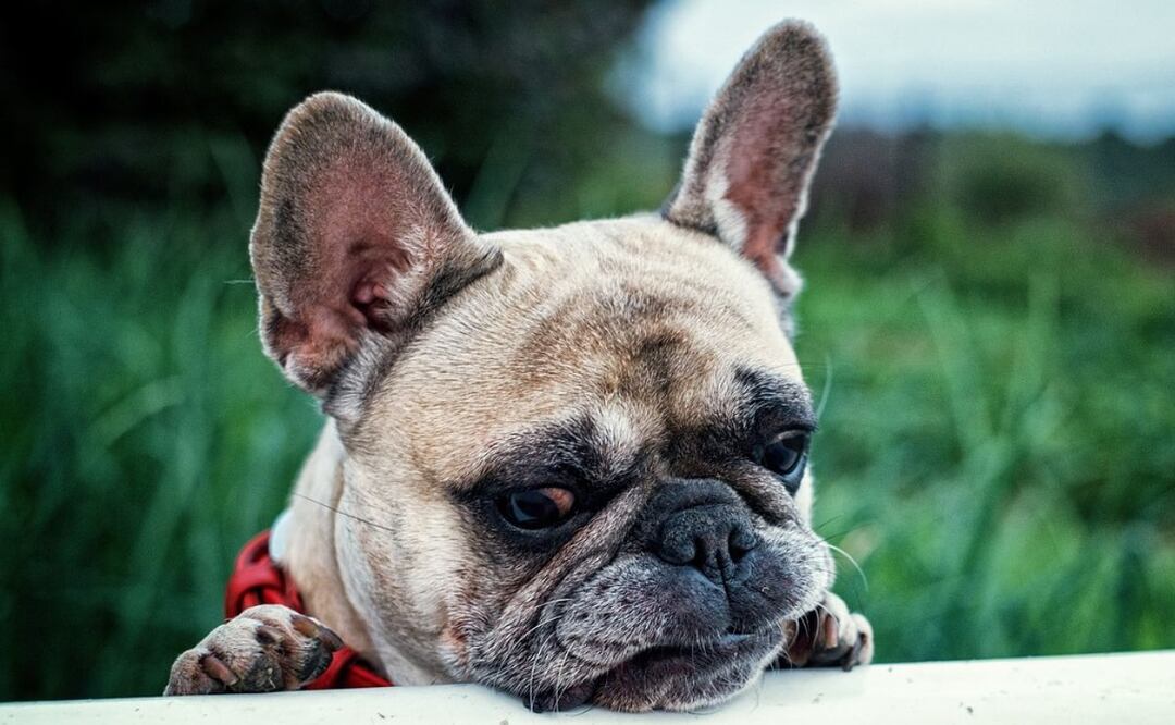 Perros y verduras. Fuente: Pixabay