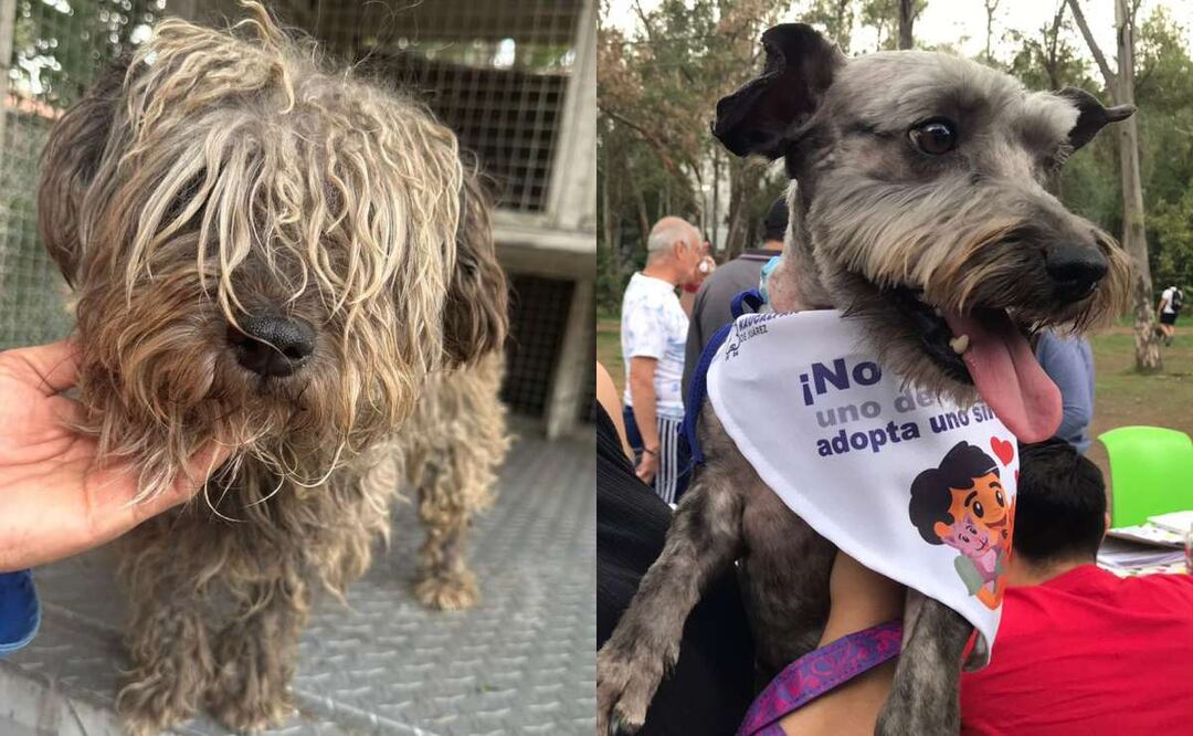 Bruno vivió fríos, tormentas y solo inclemente, donde su pelaje cubrió sus ojos y se hizo enredó en nudos llenos de mugre, hasta que un vecino denunció su maltrato. Foto: Especial