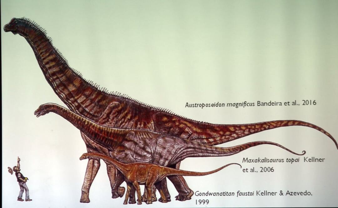 El animal, bautizado como "Austroposeidon magníficus", pertenecería al grupo de los titanossauros. (FOTO: EFE/Antonio Lacerda)