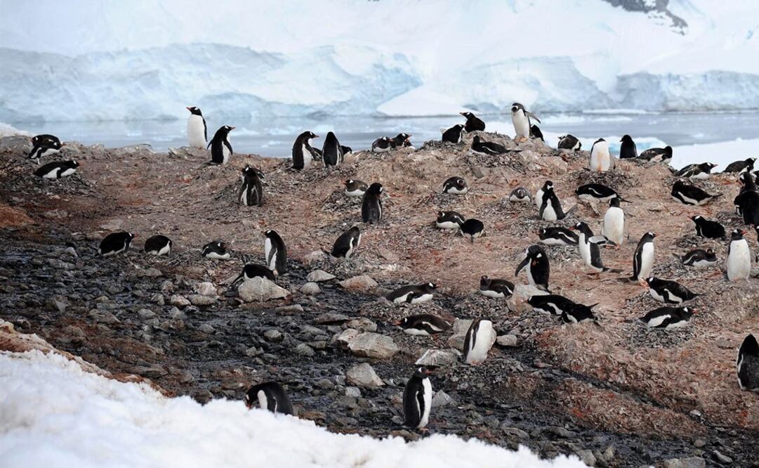 Vista de pingüinos este sábado 12 de enero de 2019, en la Isla Danco, Antártida. Foto: EFE
