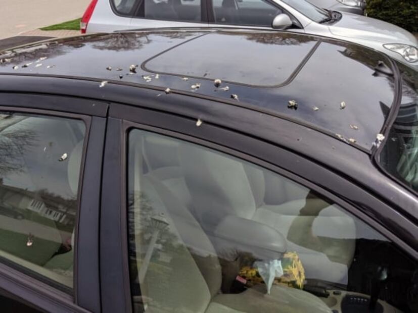 Cómo quitar excremento de pájaro de tu auto sin dañar la pintura 