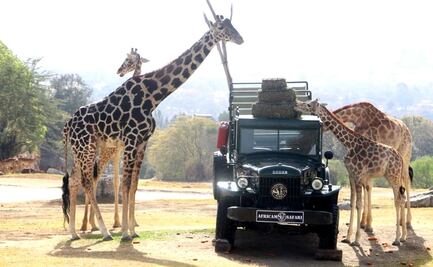 Así fue el encuentro de la jirafa "Benito" con la manada en Africam Safari: VIDEO