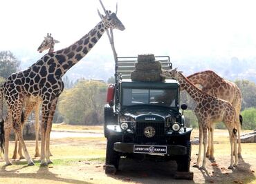 Así fue el encuentro de la jirafa "Benito" con la manada en Africam Safari: VIDEO