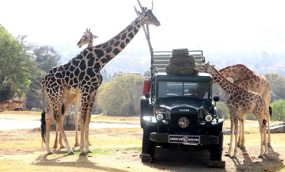 El video cuenta con 11 mil reacciones y miles de comentarios elogiando a "Benito". Foto: Omar Contreras. EL UNIVERSAL