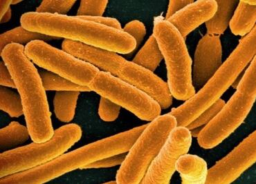 Suman 8 muertos por bacteria carnívora presente en mar de EU; reportan 30 casos detectados