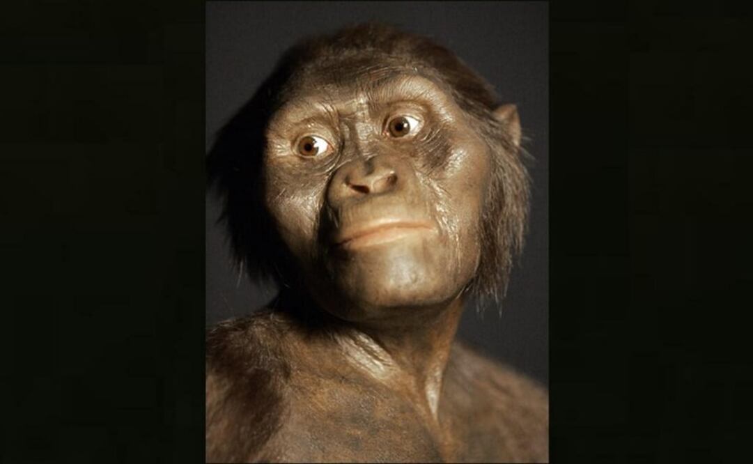Durante años se consideró que Lucy era un antepasado directo del "Homo sapiens", hasta que otros descubrimientos llevaron a pensar a los expertos que se trataba de otra especie, el "Austrolopithecus Afarensis". FOTO: Archivo/EL UNIVERSAL
