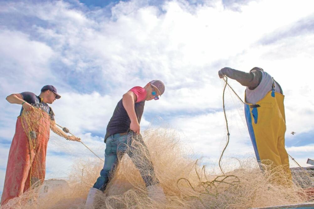 Autoridades federales dicen que se va a fomentar una pesca responsable, ya que actualmente se usan redes que no están autorizadas y que afectan a la población de vaquita marina, especie en peligro de extinción. (ARCHIVO EL UNIVERSAL)