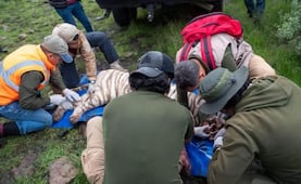 Así capturaron a Kenzo, el tigre blanco que huyó de un refugio en Edomex