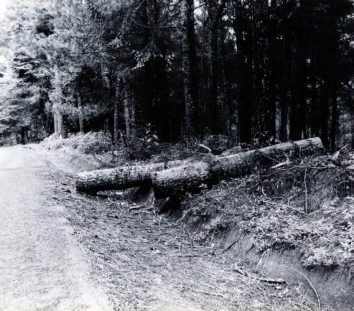 Tala ilegal, un viejo problema en México