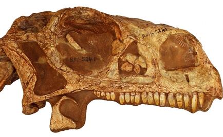 Imprimen en 3D este cráneo de dinosaurio de 200 millones de años