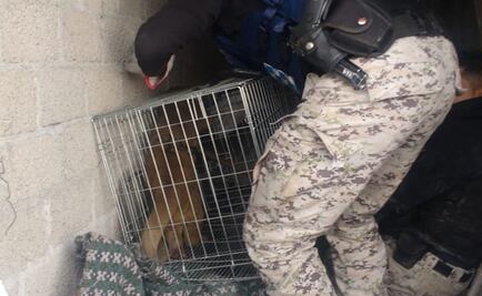 Rescatan, tras varios intentos, a Martucha en calles de la Gustavo A. Madero