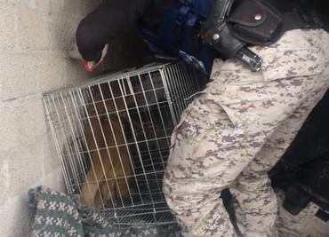 Rescatan, tras varios intentos, a Martucha en calles de la Gustavo A. Madero
