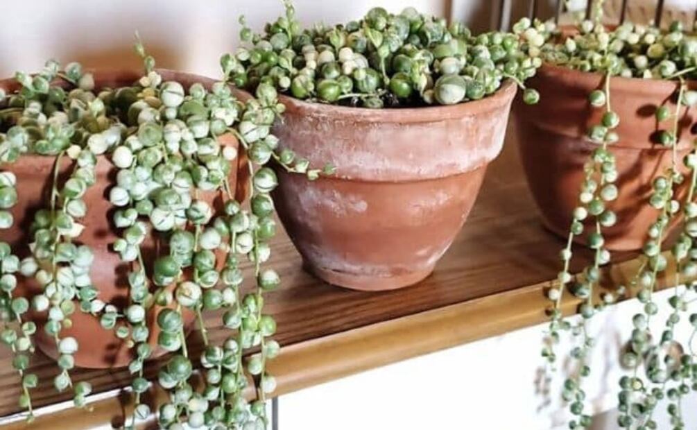 El encanto y la energía positiva de la planta Rosario. Fuente: Freepik.