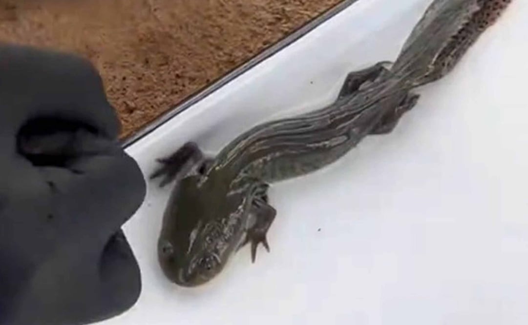 Una población de ajolote del Altiplano, especie en peligro de extinción, fue hallada por investigadores de la UNAM en Amealco de Bonfil, Querétaro. Foto: UNAM