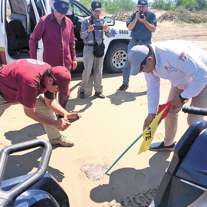 Peligrosidad. Los quemadores o aguamala son un riesgo para los visitantes que quieren caminar o meterse al mar, pues a veces esta medusa no es visible. PROTECCIÓN CIVIL DE SINALOA
