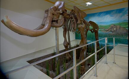 Mamut de Tultepec habitará en museo mexiquense