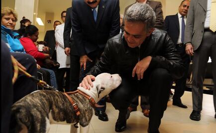 Suman 20 mil 606 atenciones en Hospital Veterinario