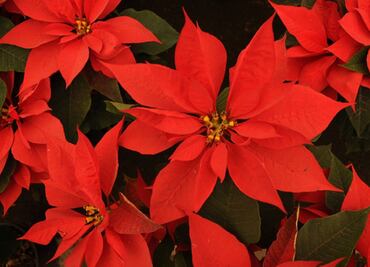 ¿Se puede comer la flor de nochebuena?