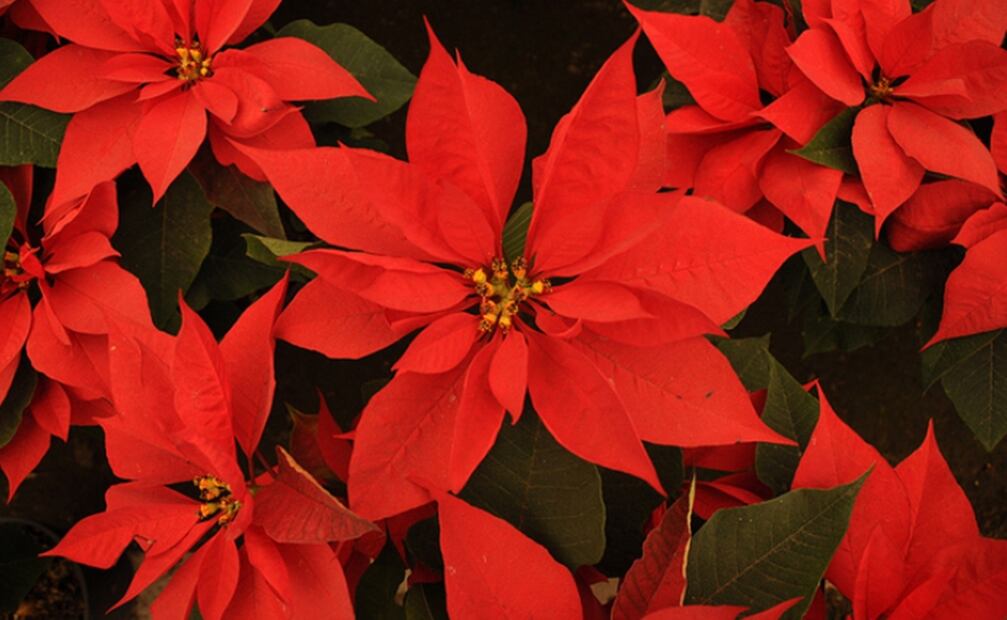 Estas son las plantas navideñas que pueden atraer algunas plagas. Foto: Especial