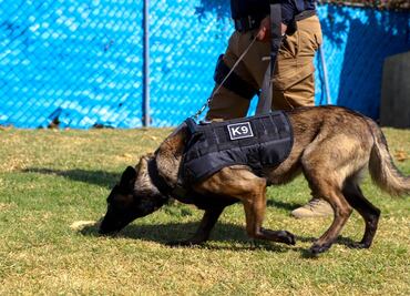 En casi tres años, aseguran 680 kilogramos de marihuana en Puebla