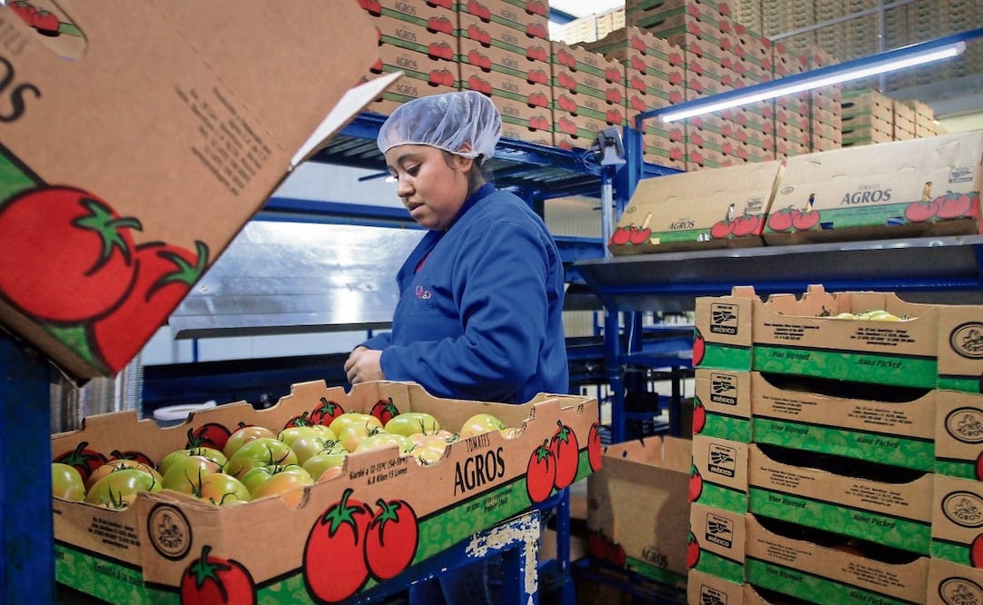 El total de productos exportados cumple la regla de origen, que significa que se produjeron y transformaron en México, entre ellos el jitomate, afirmó el Consejo Nacional Agropecuario. (07/03/2025) Foto: Archivo | El Universal