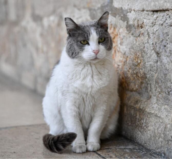 Desalojan a Anastasia, gatita de 17 años que vivía en un palacio