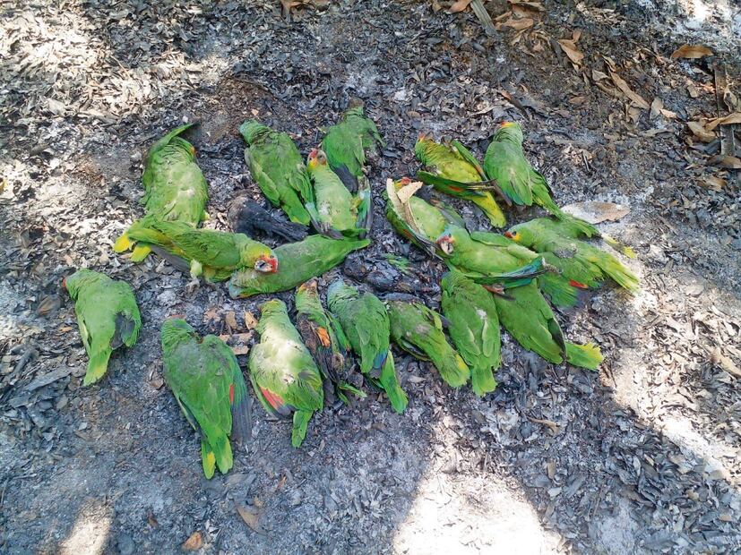 En el santuario Selva Teenek, refugio para la vida silvestre en San Luis
Potosí, se registró la muerte de loros a causa del calor. Foto: Especial