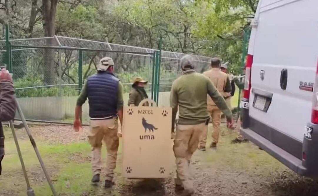Trasladan a ejemplar de lobo mexicano a Estados Unidos / Captura de pantalla