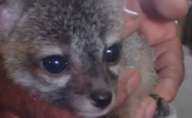 5 zorras grises son liberadas en el Parque Nacional Cañón del Sumidero, Chiapas; habían sido aseguradas